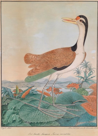 The Colorful Jacana. Parra variabilis. (colorful Spur-winged), walking over lily leaves, mountains and sea coast in the background by Aloys Zötl